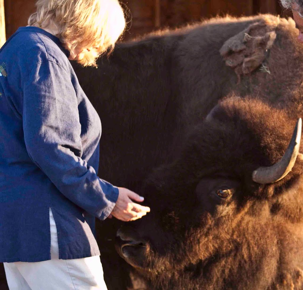 Animal Reiki Training - Animal Paradise Communication & Healing