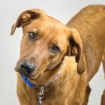 animal-communication