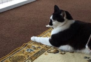 cat
