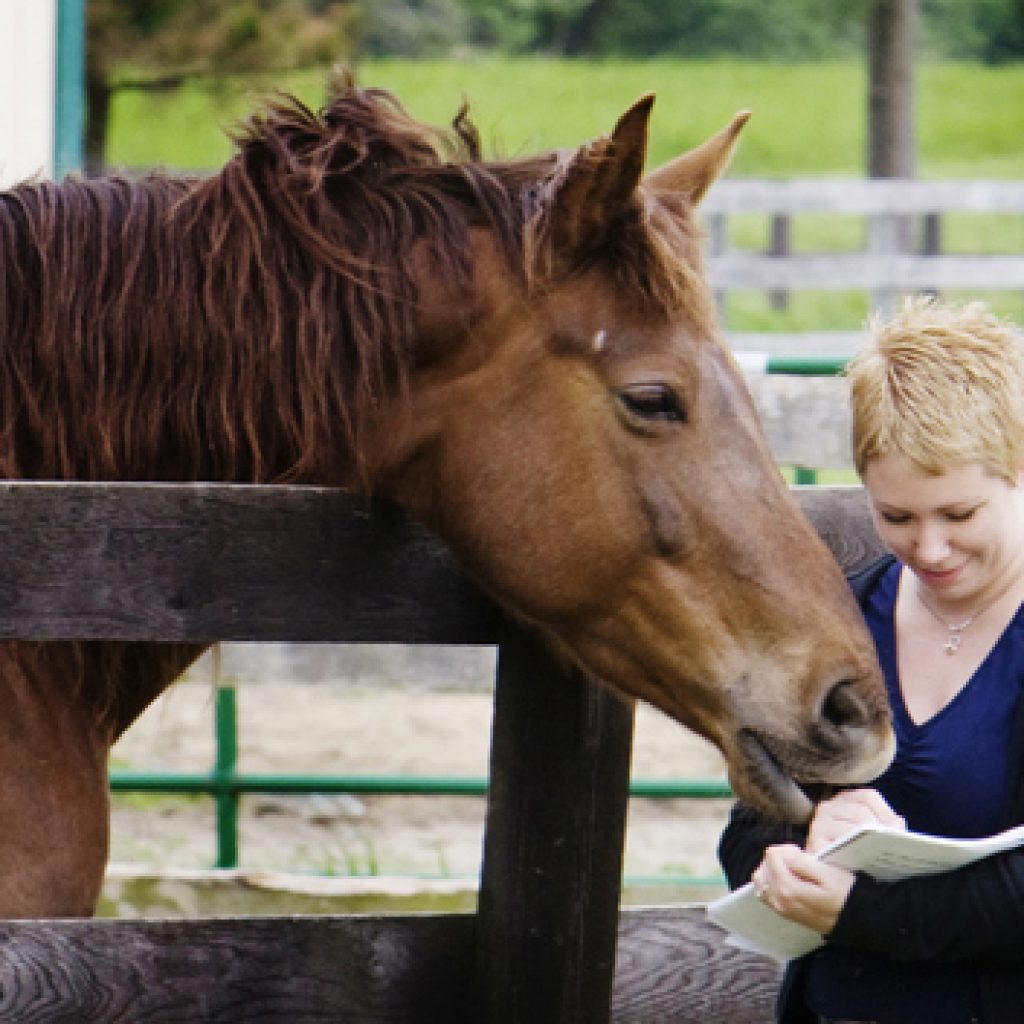 animal-communication-with-horse