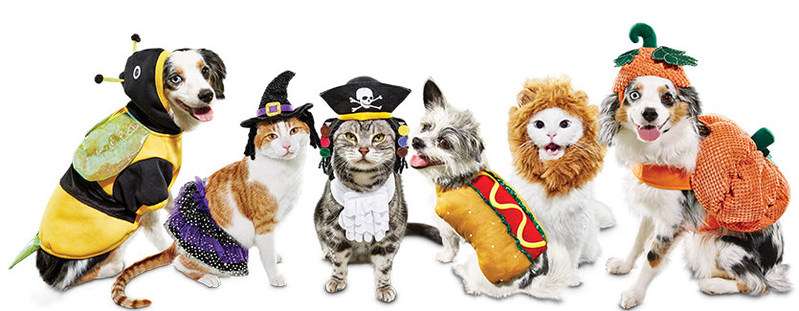 animals-in-costumes