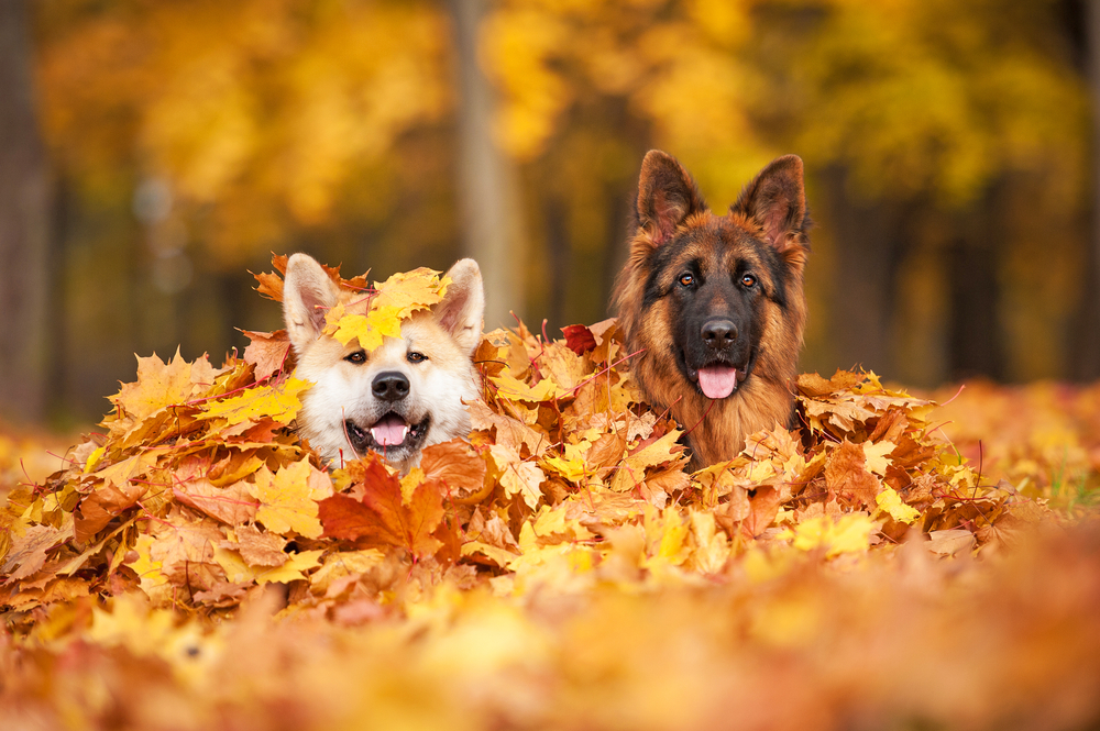 dogs-fall-leaves-autumn