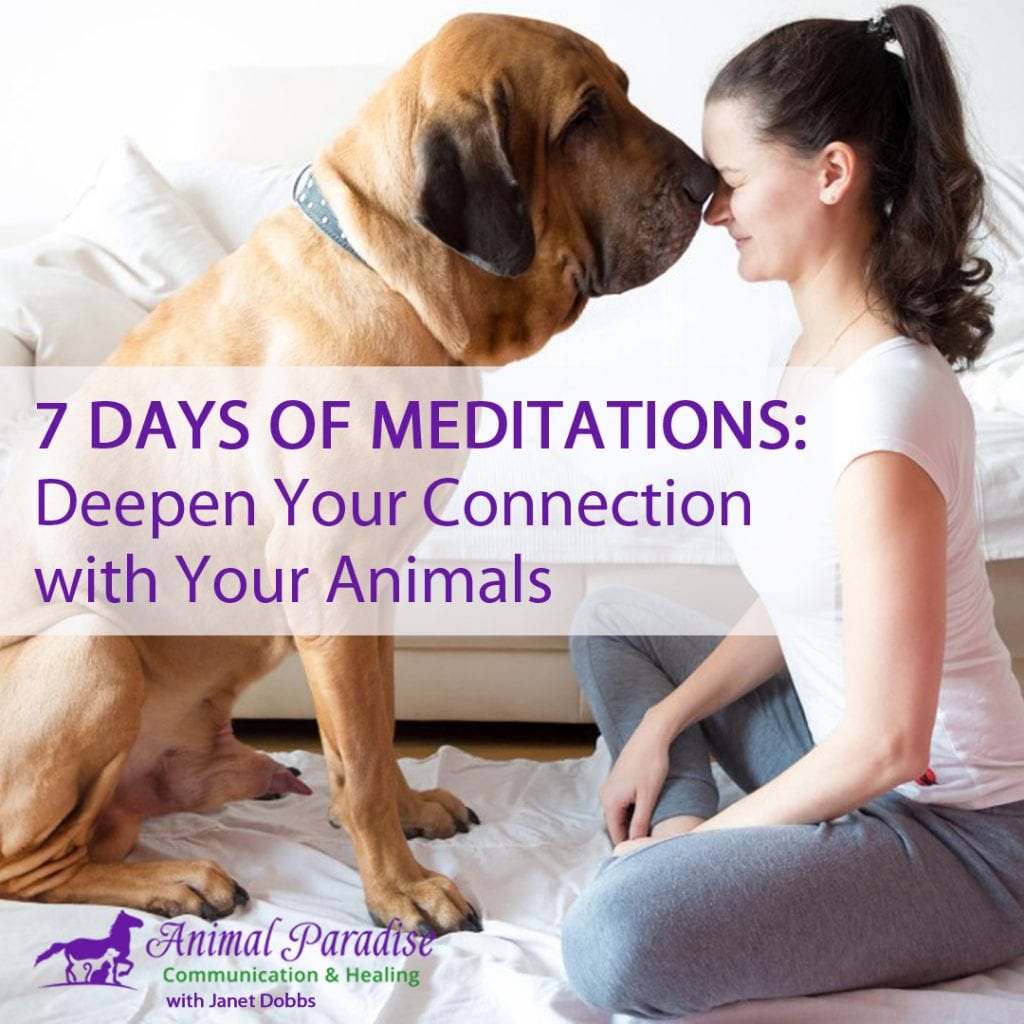 7-days-meditation-with-your-animals