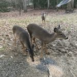 Deer Friends