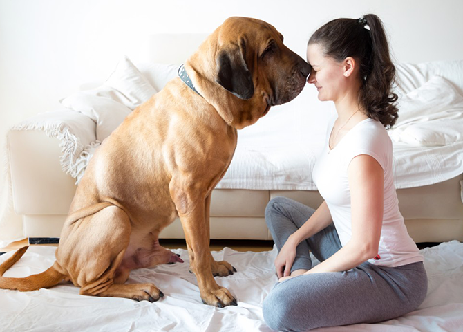 7-day-guided-meditations-with-your-animals 7-day-guided-meditations-with-your-animals