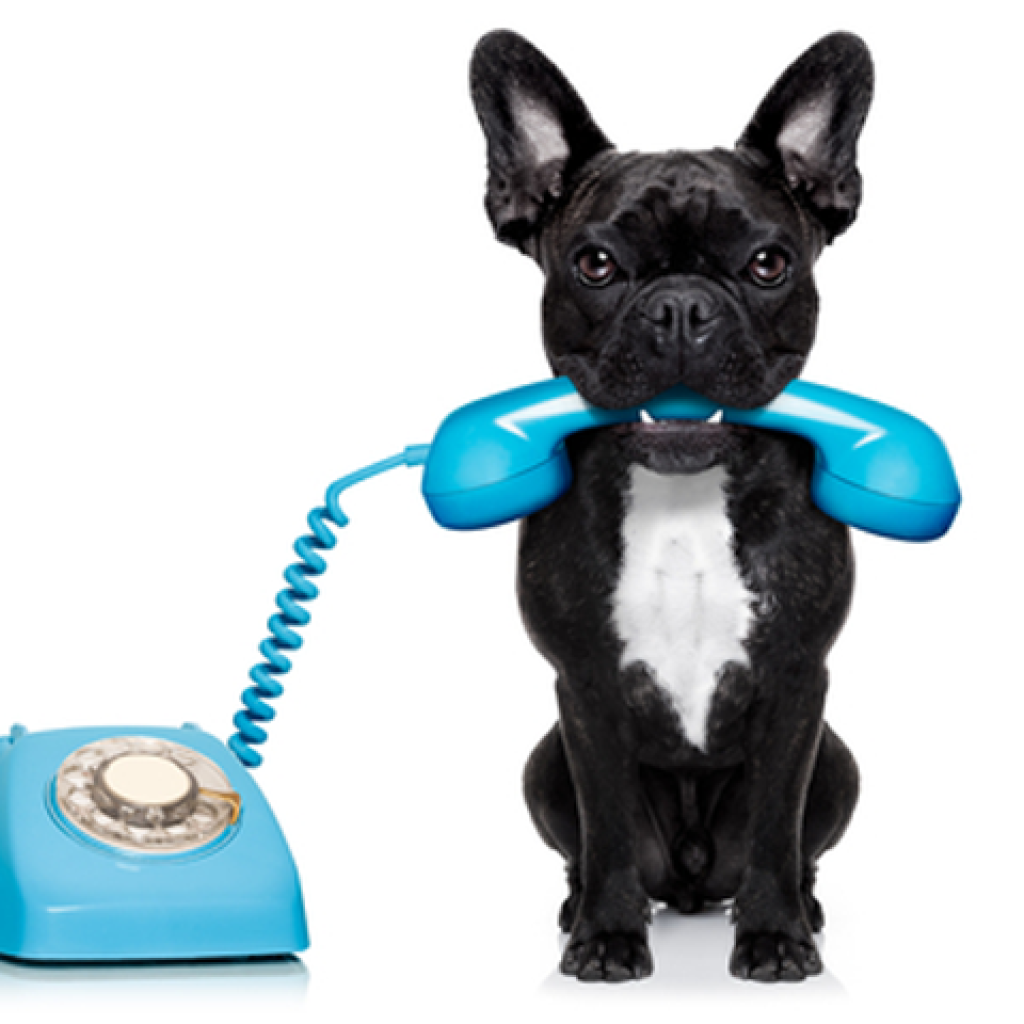 animal-communication-the-basics-1 animal-communication-the-basics-1