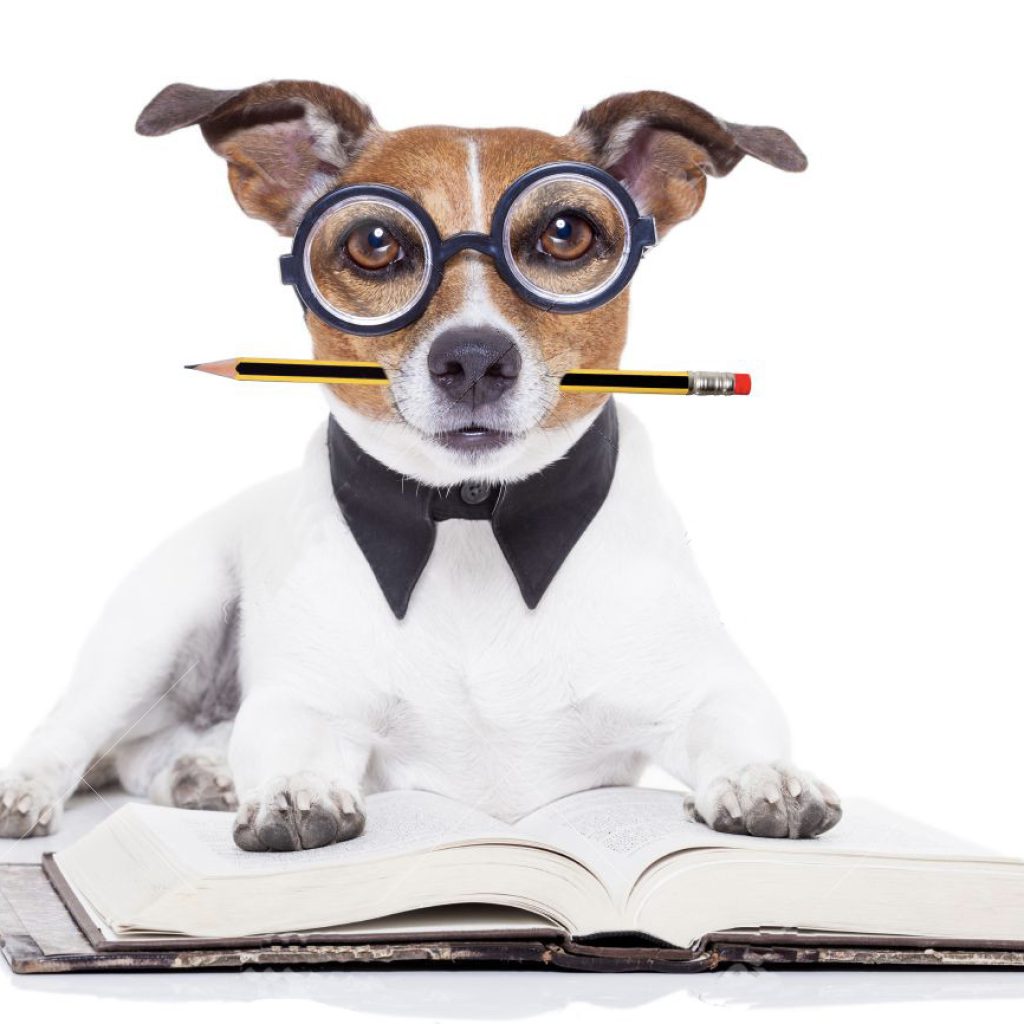 animal-communication