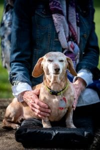 animal-reiki