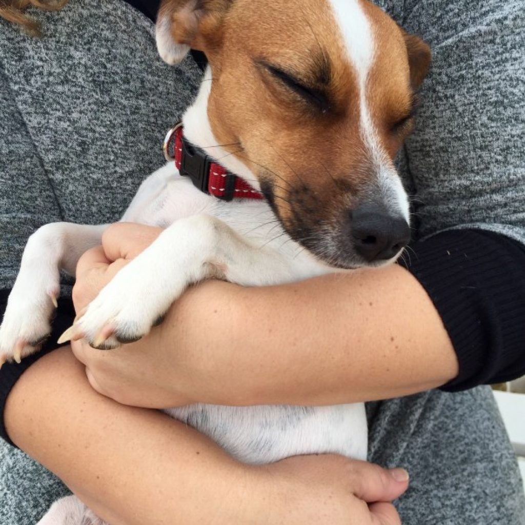 sleeping-dog